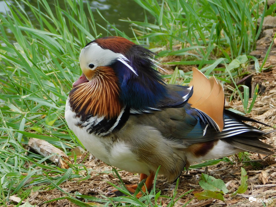 Jaj, de összeborzolt a szél!