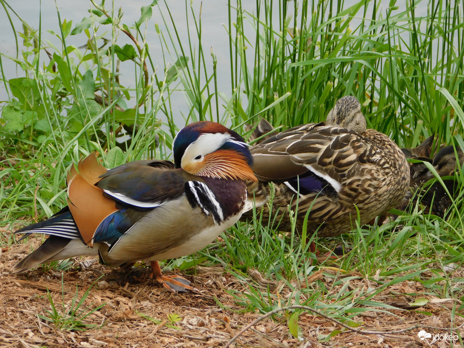 Visszajöttem! Én is szundítok.