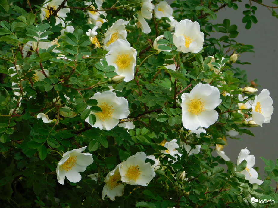 Dúsan virágzik a vadrózsa