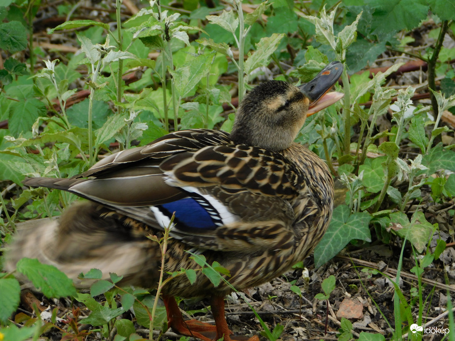 Gácsérokat hívó tojó