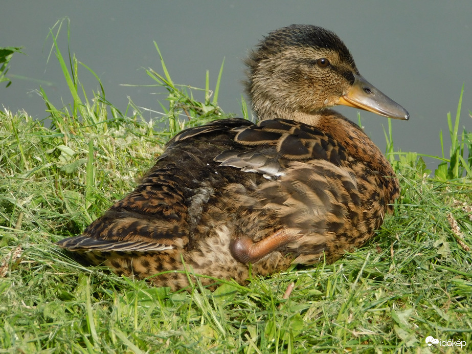 Egyedül napozok a parton