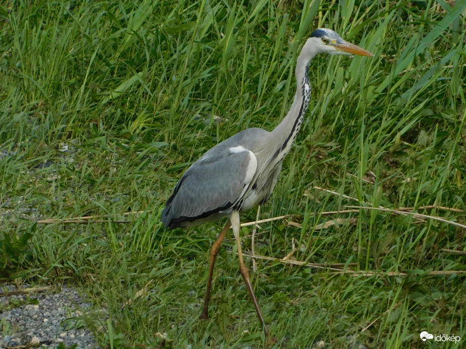Indulok a patakba "vadászni"!