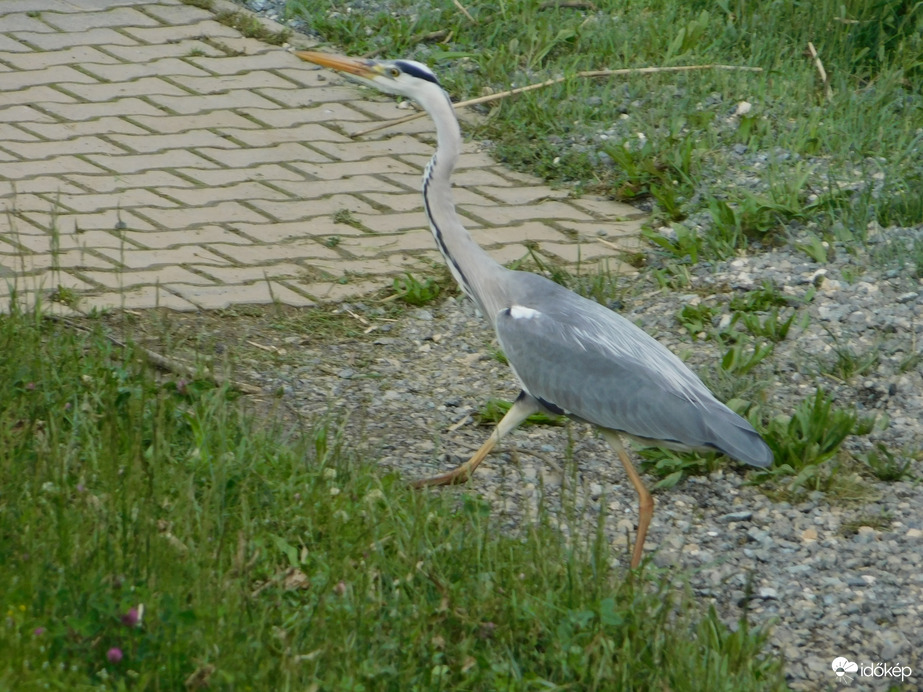 Megláttam valamit a túloldalon