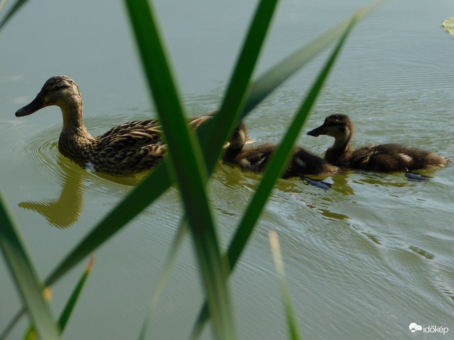 Újabb pelyhes fiókák