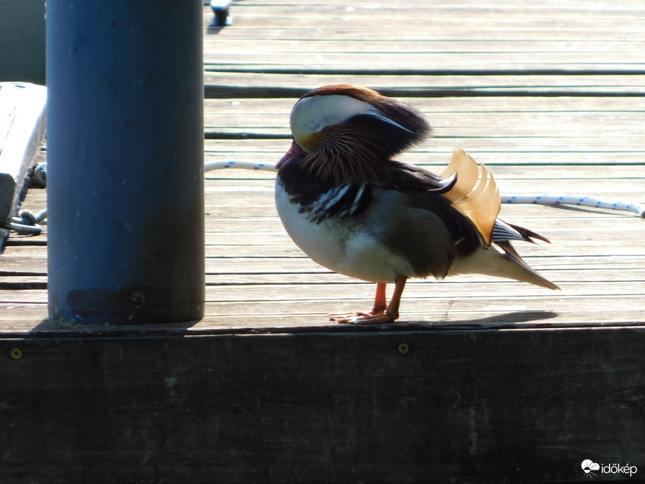 Szunyókálás a stégen