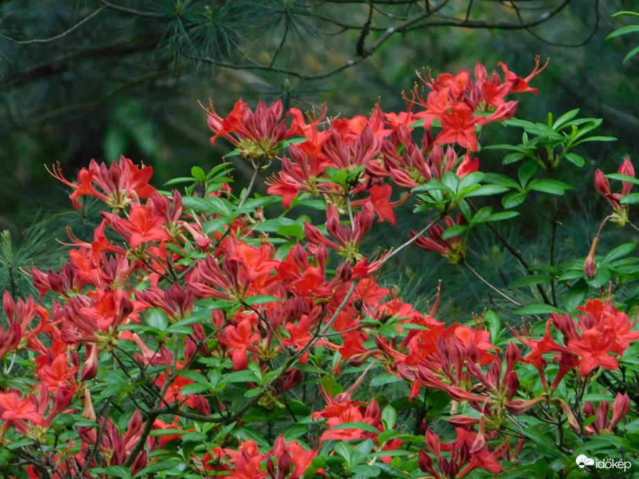 Rododendron virágzik mindenütt