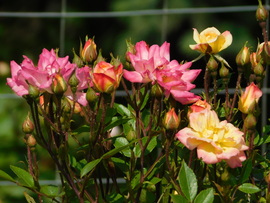 Többszínű rózsabokor
