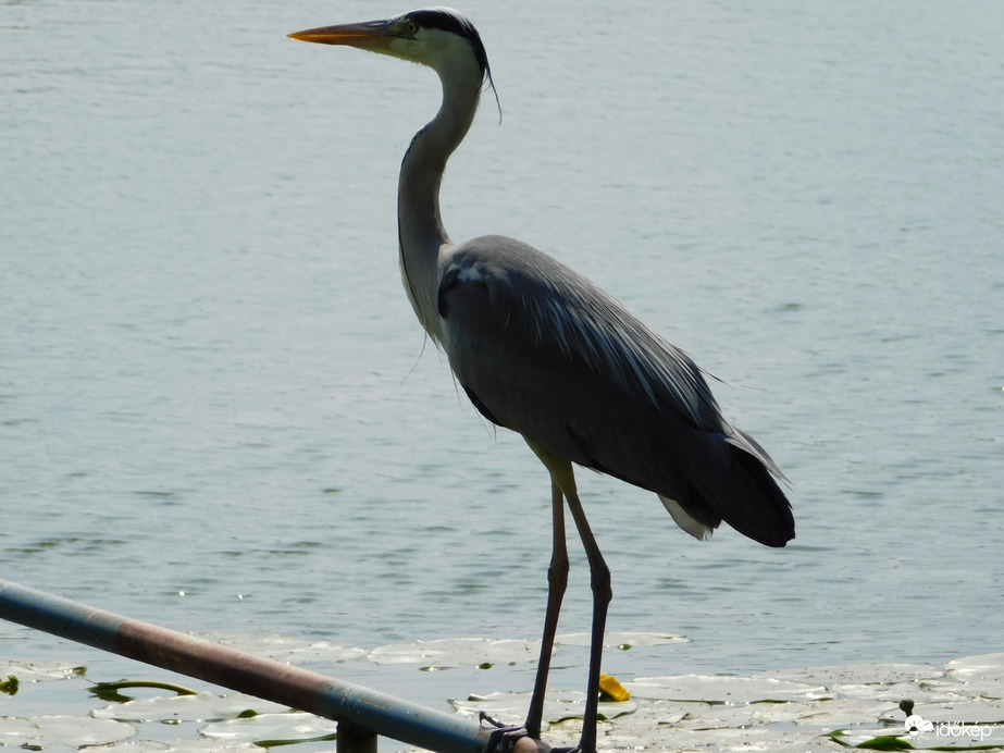 Ennyi elég is volt!