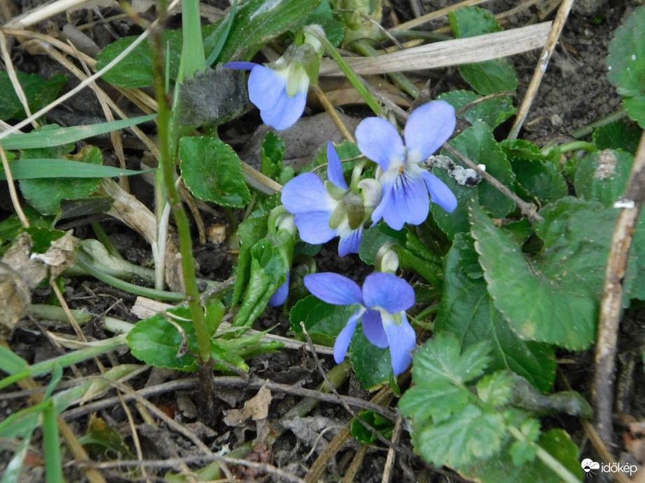Halványkék ibolya a fűben