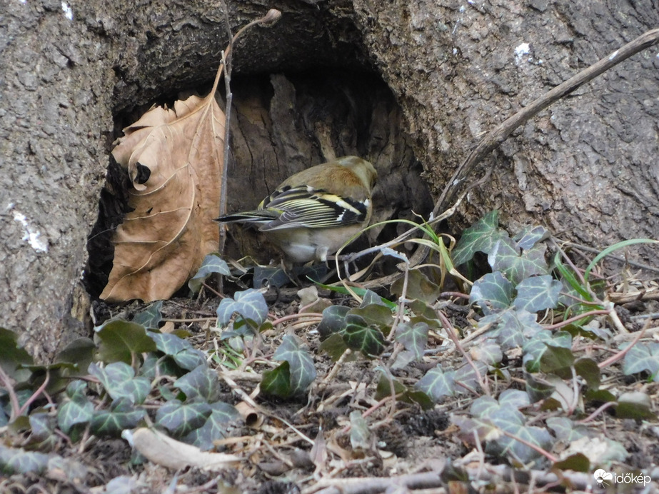 Keresgélő Erdei pinty