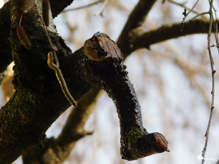 Csorog a nyírfa nedve