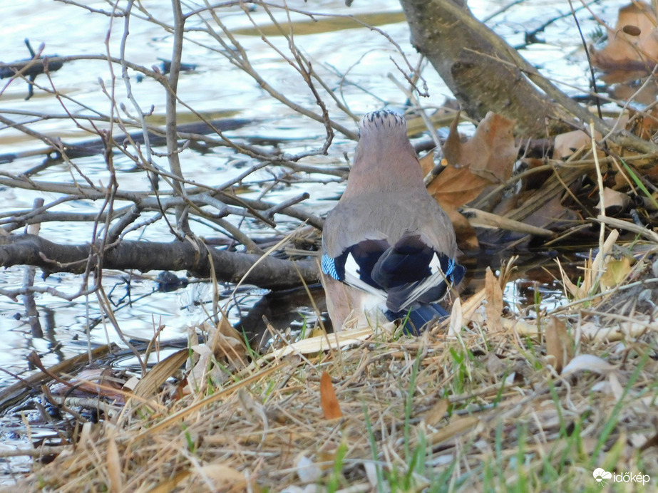 Keresgélés a vízparton -Szajkó