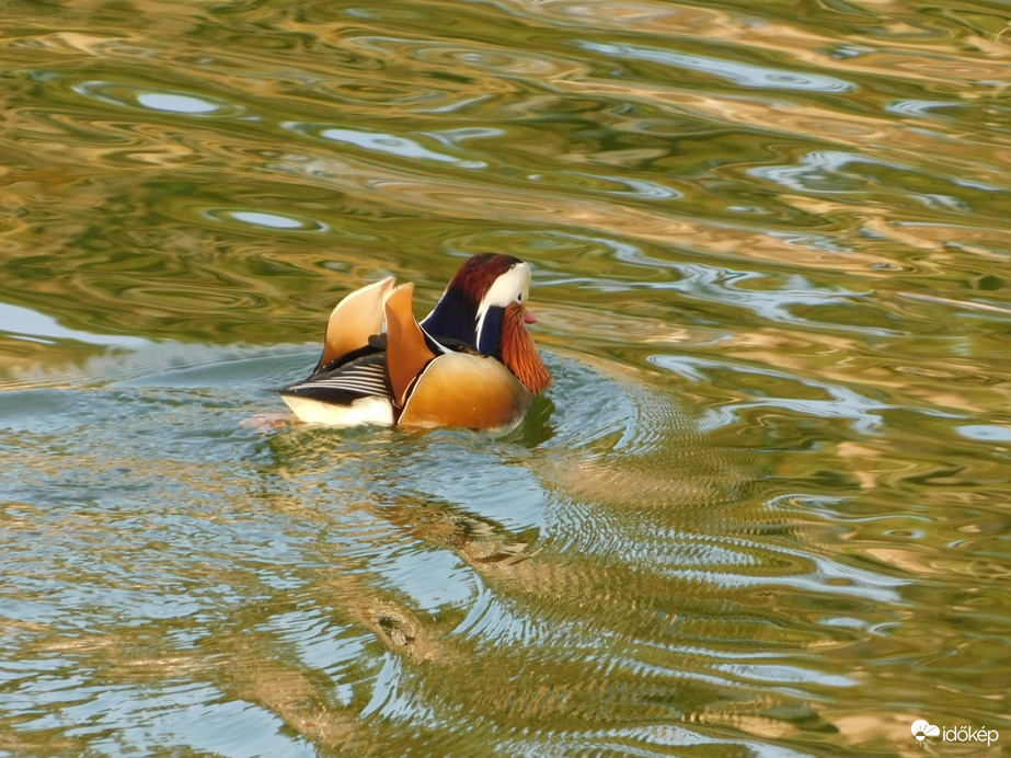 "Ő" is hasítja a vizet