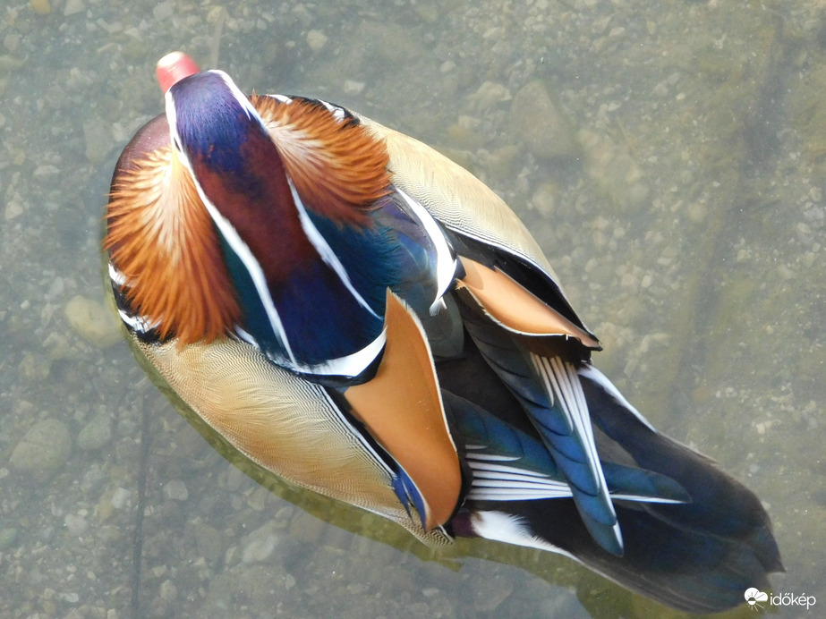 Mandarinréce felülről