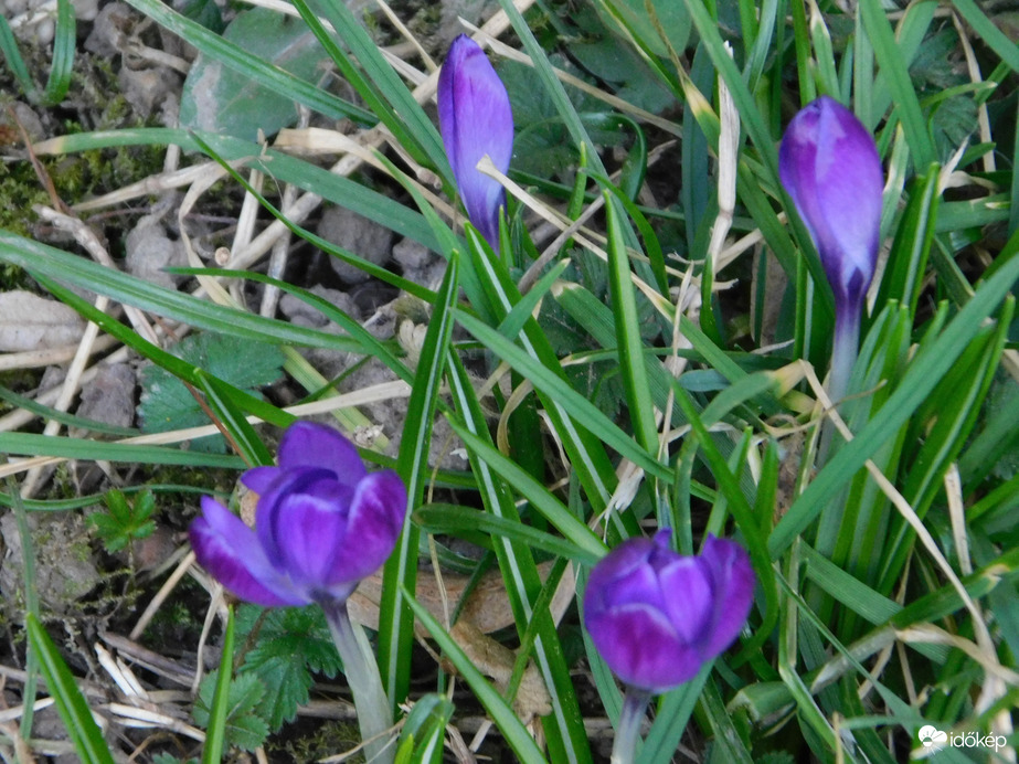 Újabb virágok a fűben