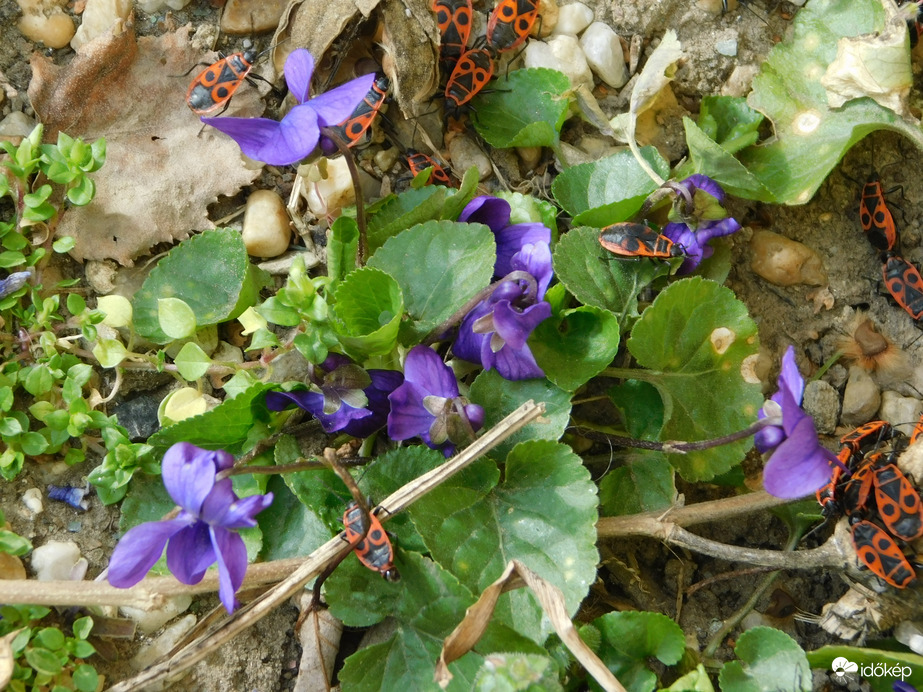 Ibolyák és bodobácsok