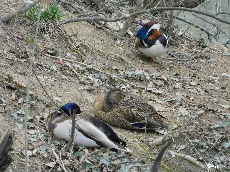 Kedvenc pihenőhely lett a Horgásztó szigete