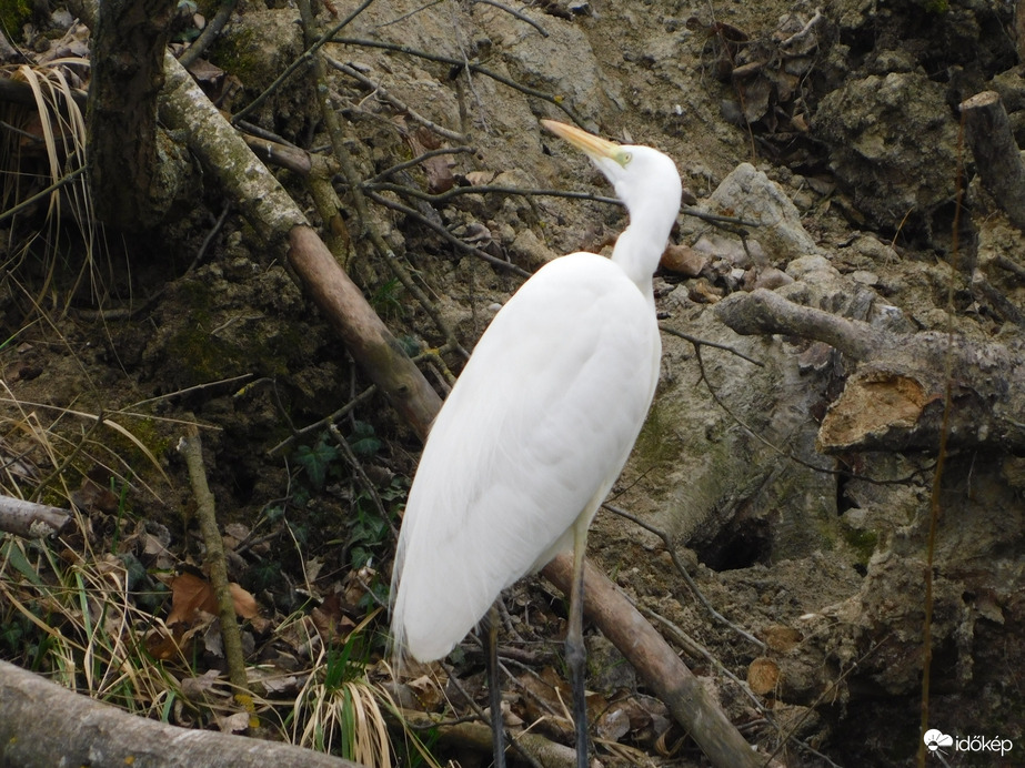 Te se itt röpködj!