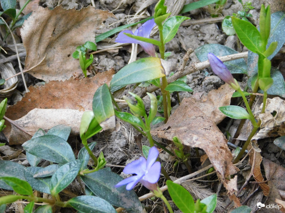 Újabb apró virágok
