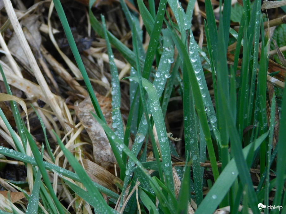 Esőcseppek fűszálakon