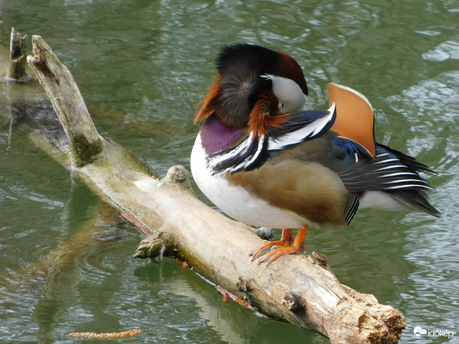 Szél játéka a tollakkal