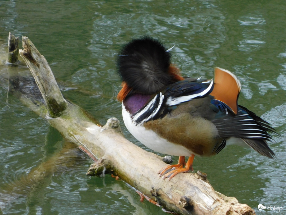 A tarkómat borzolja