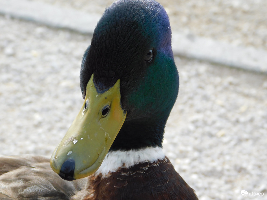 Csőrbemutató-gácsér