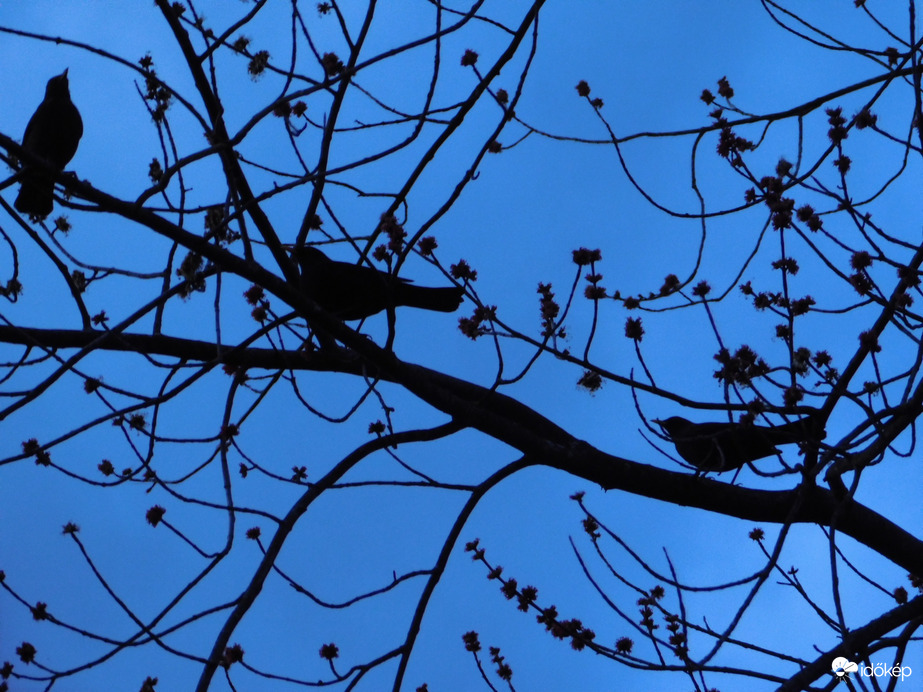 Esti közös dalolás