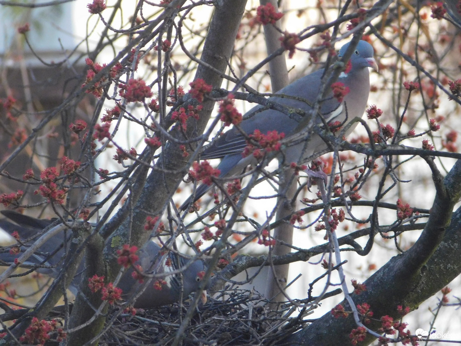 Reggeli fészekrendezés Örvöséknél
