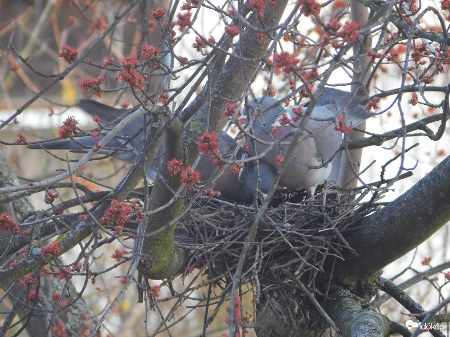 Reggeli fészekrendezés Örvöséknél