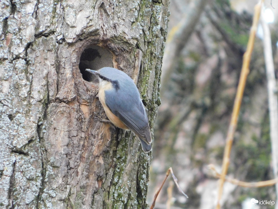 Ismét munkálkodik a Csuszka