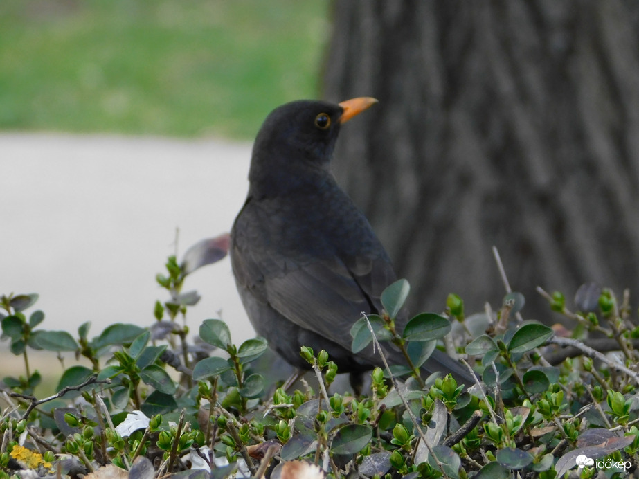 Bokor tetején fütyülő
