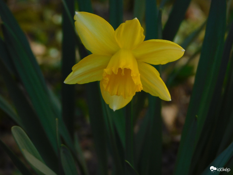 Tavasz a ház előtti virágoskertekben 4.