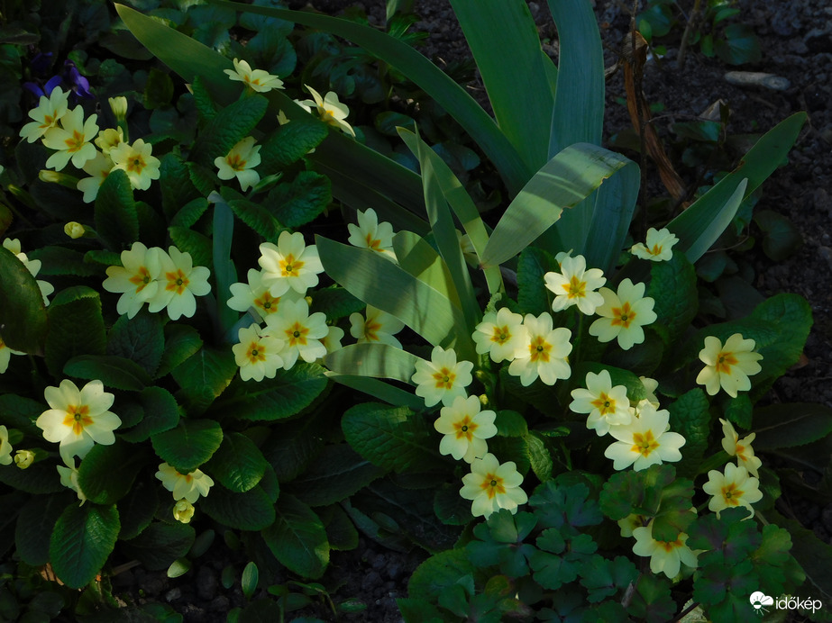 Tavasz a ház előtti virágoskertekben 2.
