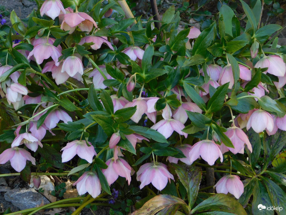 Tavasz a ház előtti virágoskertekben 1.