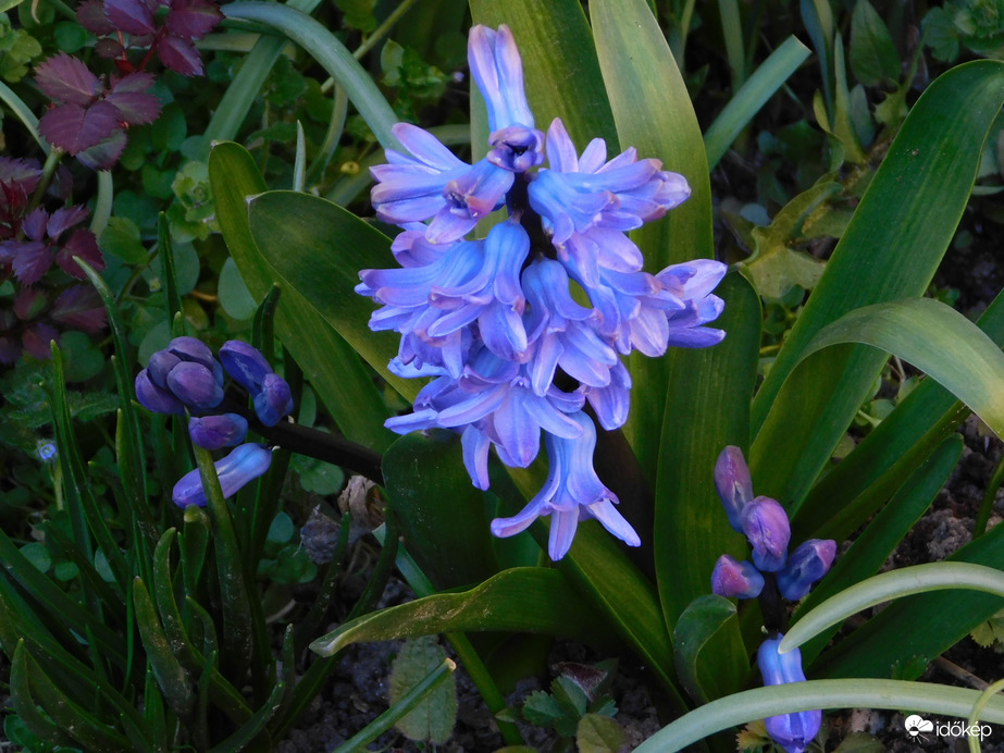 Tavasz a ház előtti virágoskertekben 3.