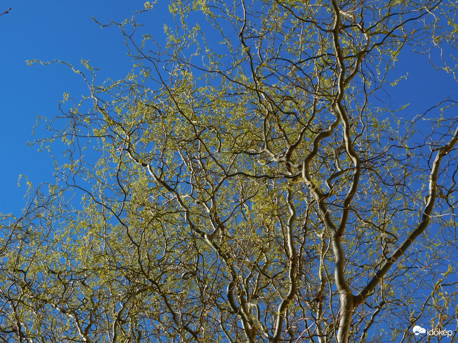 Zöldül a csavartfűz