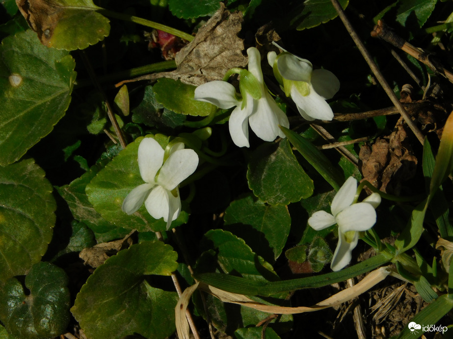 Fehér ibolyát találtam