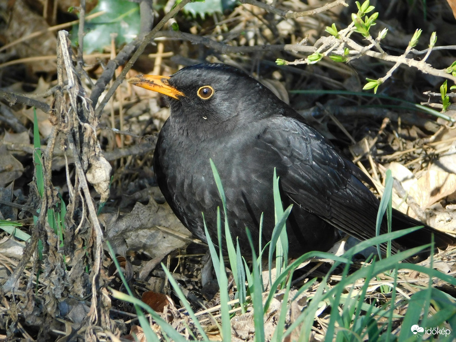 Bokor alatt duruzsoló