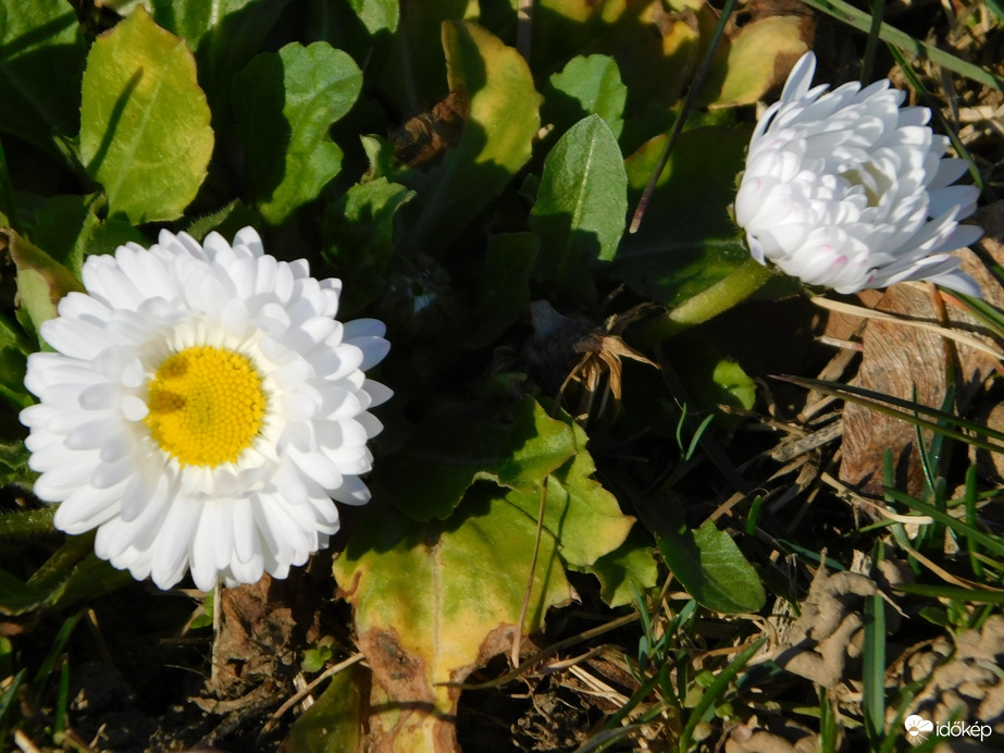 Napfenyben fürdő százszorszép