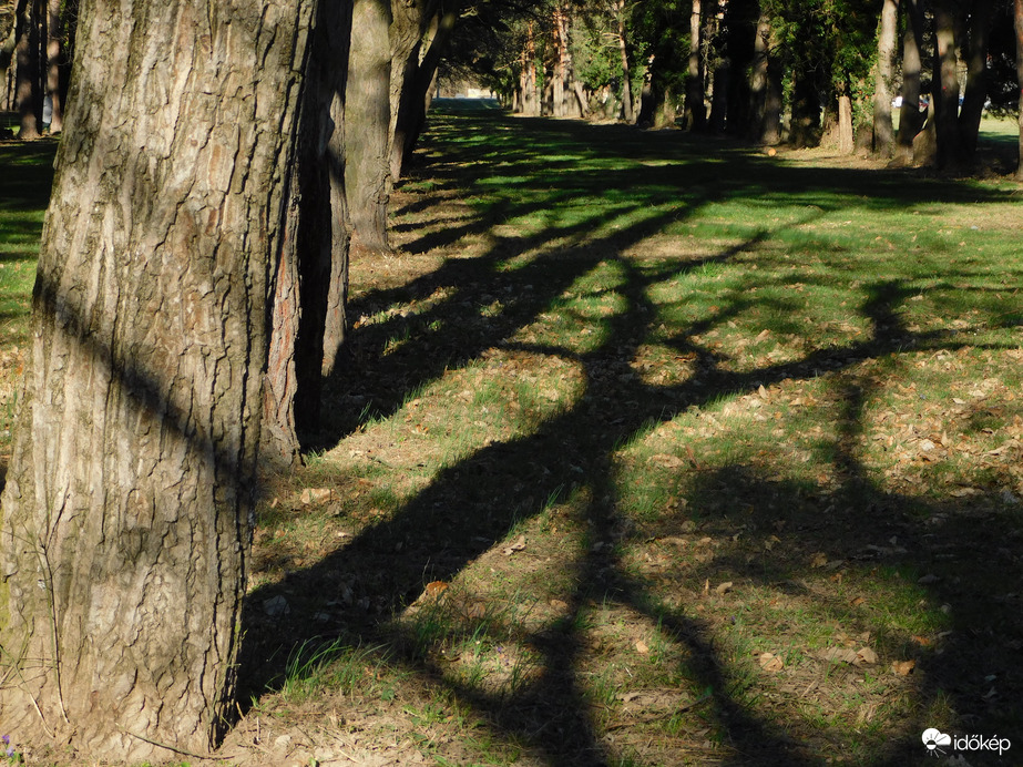 Fény játéka a fákkal