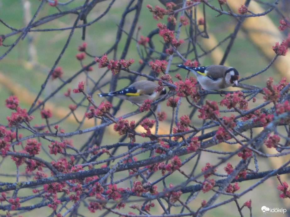 Madárcsicsergős szép reggelt!