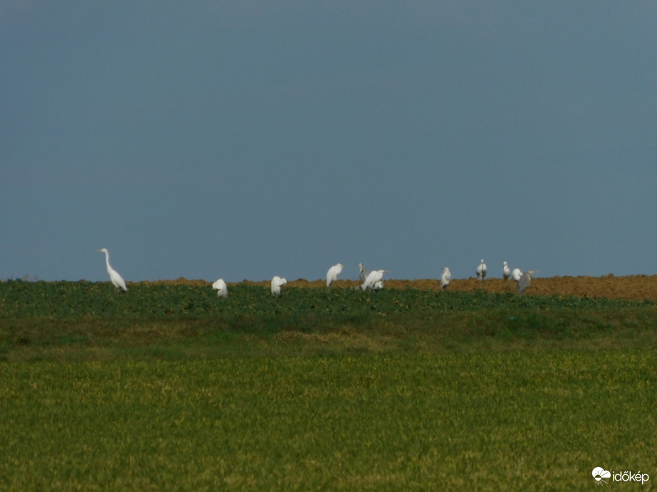 Nagy kócsagok és Szürke gémek a szántóföldön