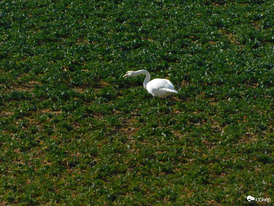 Hattyú a repcetáblán
