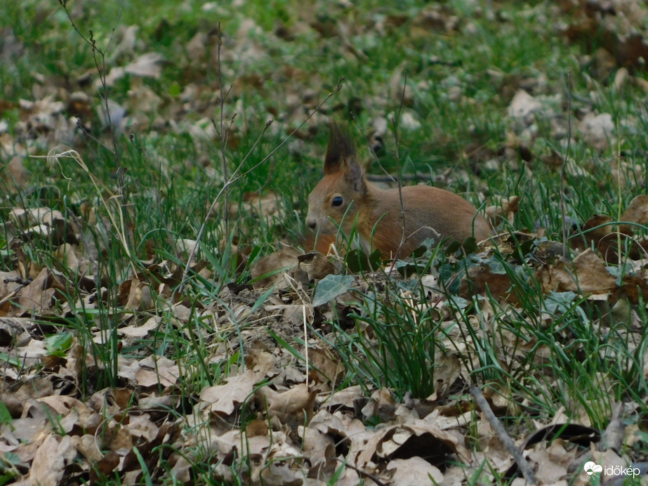 Alig látszom ki a fűből