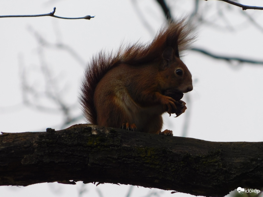 Inkább a fán eszem meg!