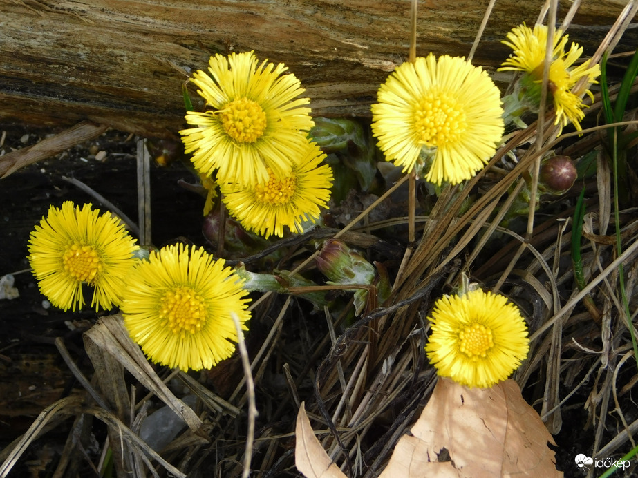 Milyen virág vagyok?