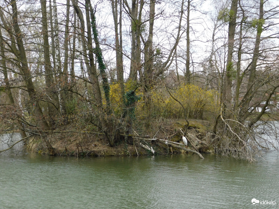 Virágzó bokrok a szigetecskén