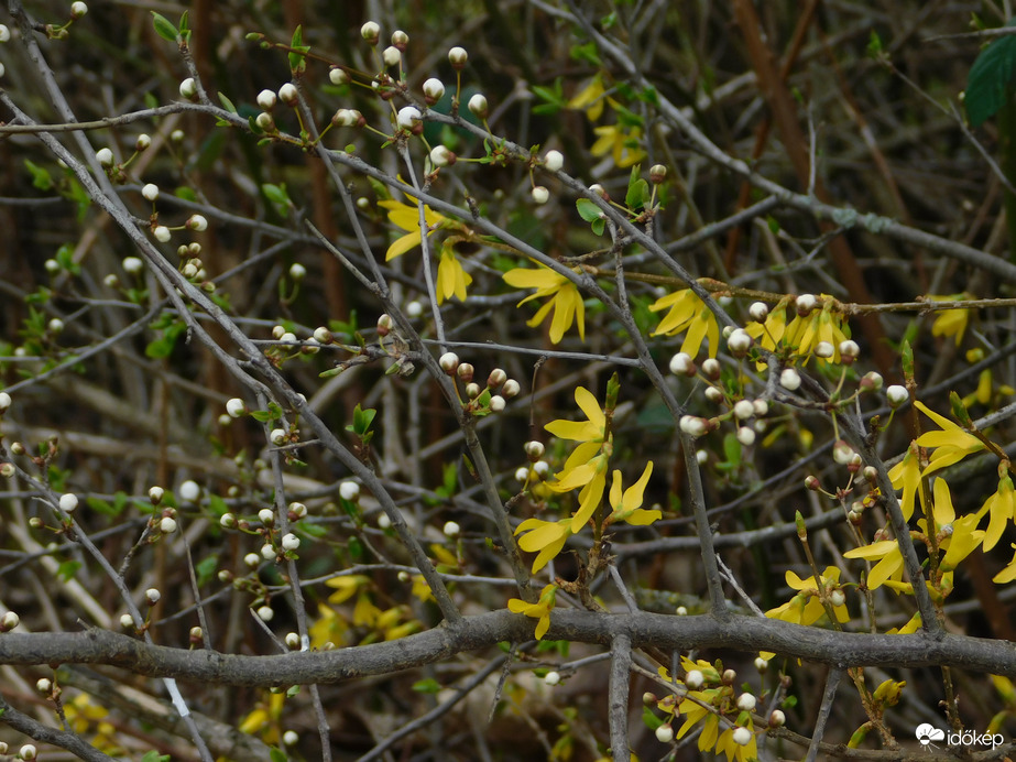 Bimbók és virágok
