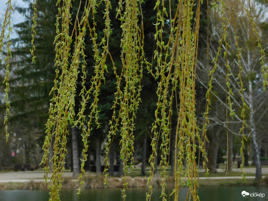 A Szomorúfűz egyre zöldebb